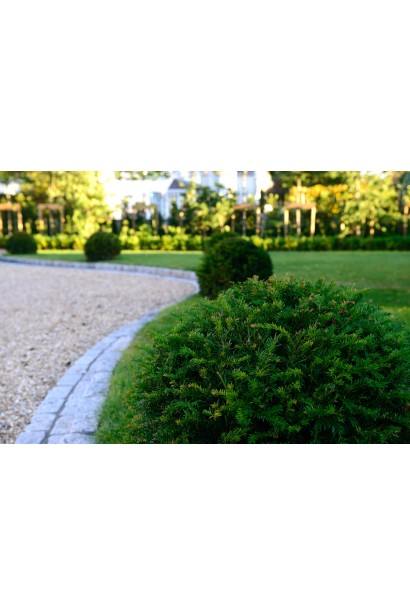 Taxus Baccata Topiar Ball